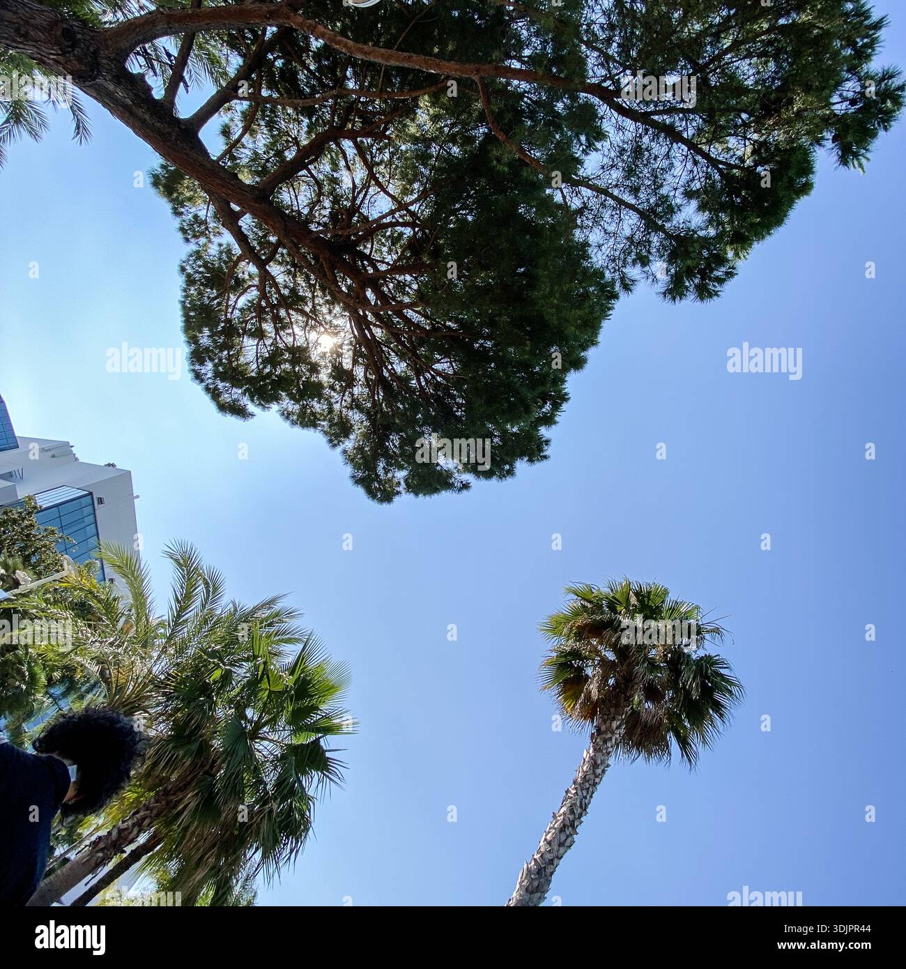 Upward view through palm and pine trees with sun flare against a clear blue sky, overlooking a modern white hotel building in Cannes - Smartphone Captured Stock Image