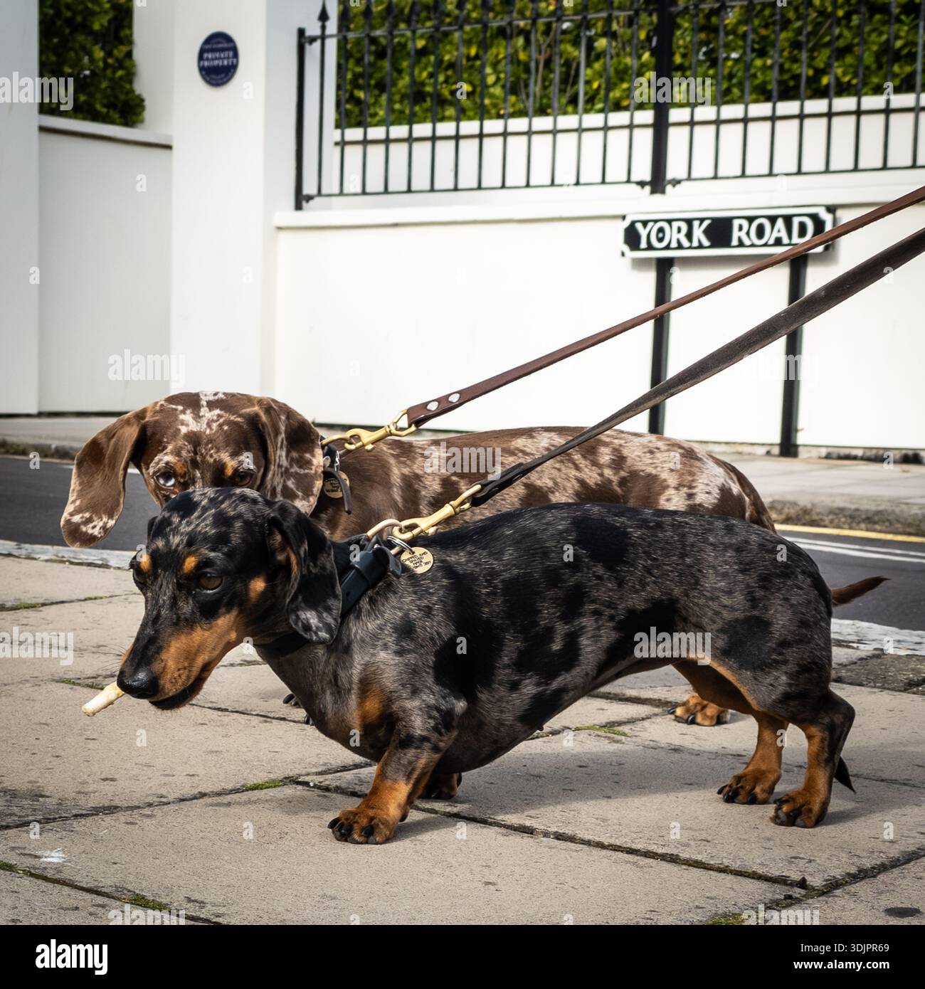 Pair of dachshund dogs on leads being walked past a white house and York Road sign in a residential street - Smartphone Captured Stock Image
