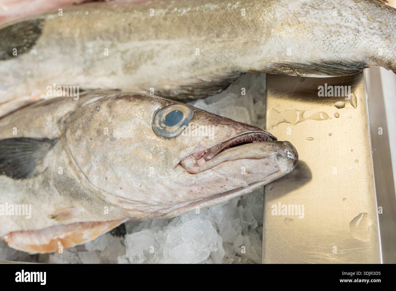 The eye of a freshly caught cod or pollack at a fish market Stock Photo ...