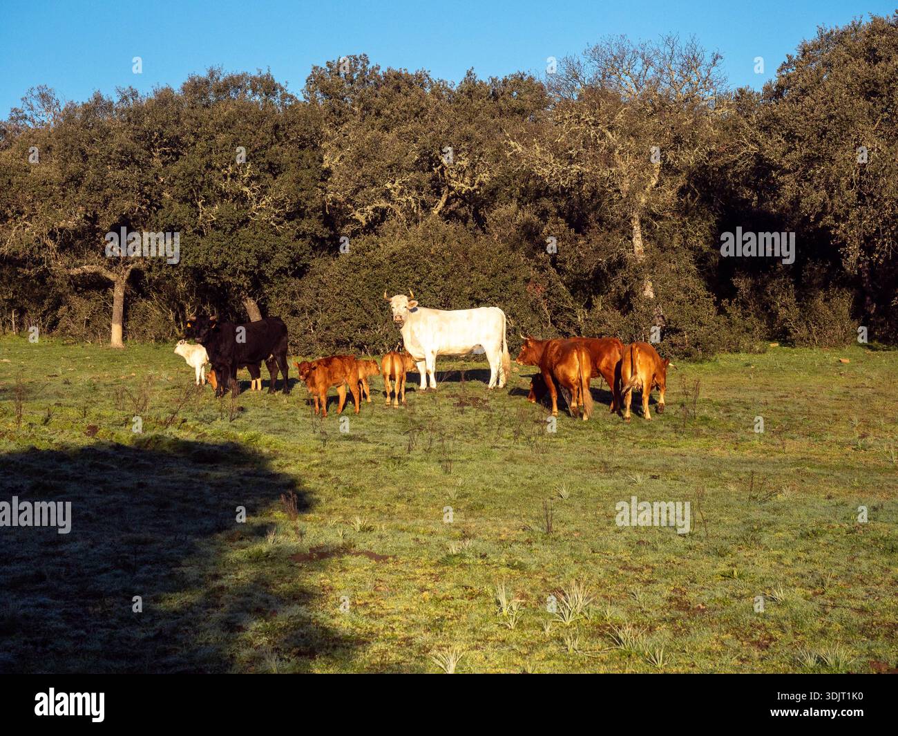 Livestock cattle and calves pasturing on green grass in a spanish ...
