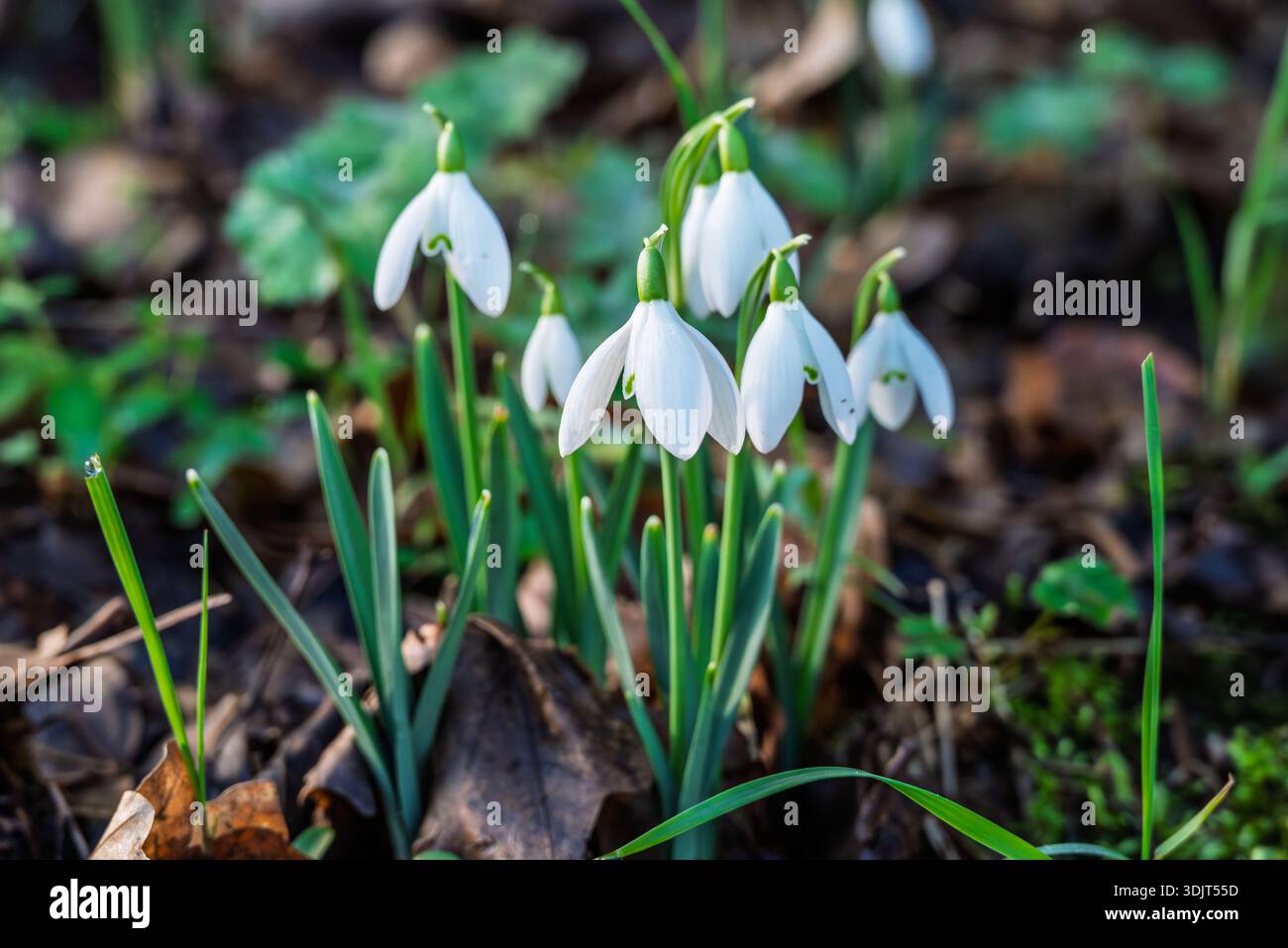 Delicate plant emerges from hi-res stock photography and images - Alamy