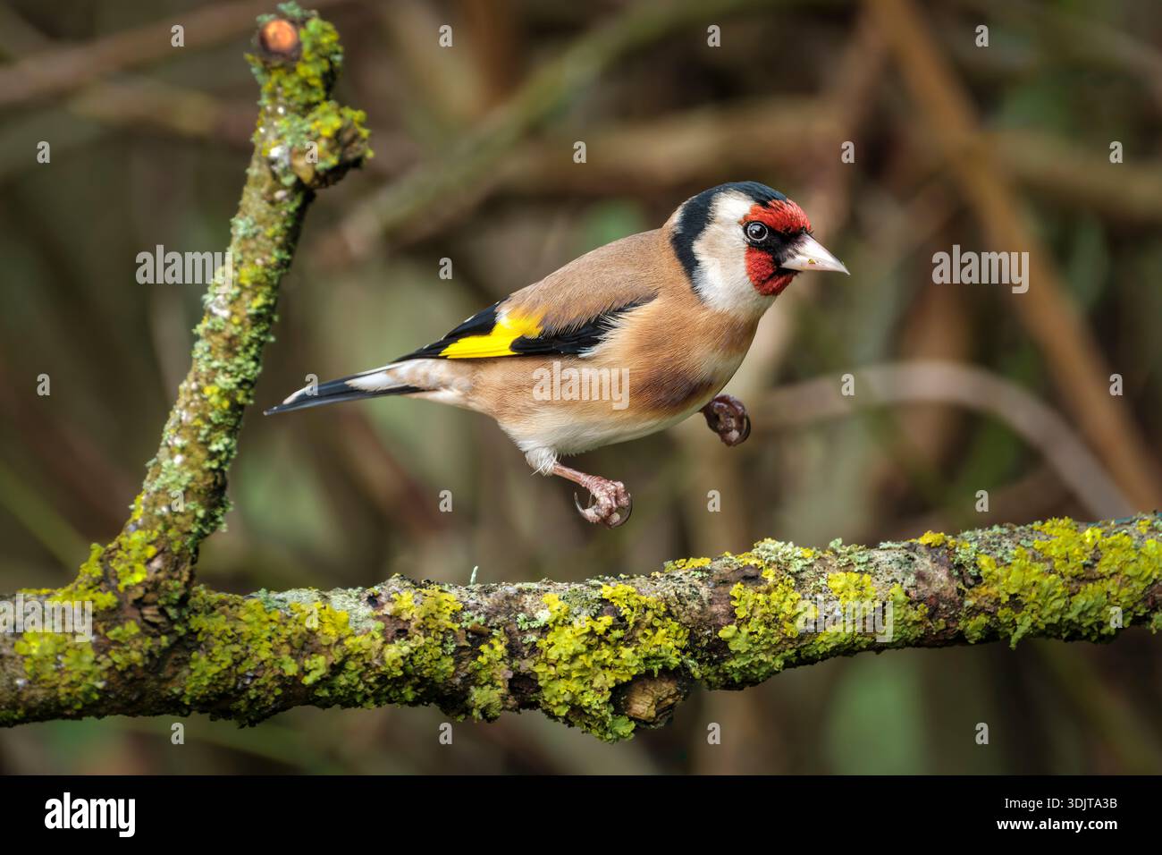Malmesbury, Wiltshire - Carduelis carduelis. The goldfinch is a striking, small finch found in gardens, parks, woodland, heathland and farmland. It ea Stock Photo