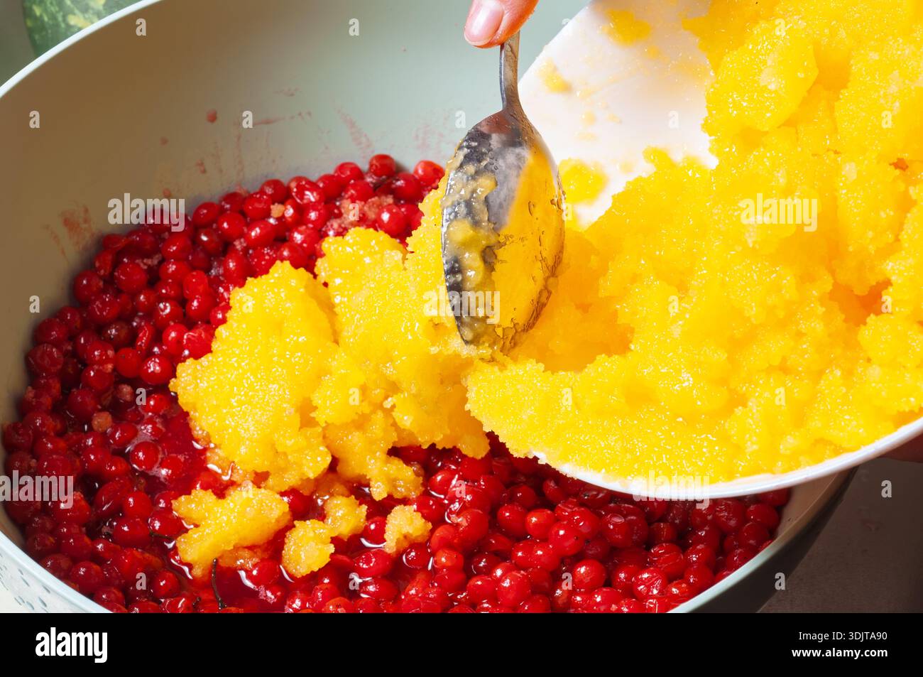 Adding sugar to fresh red currants for making jam or preserves at home Stock Photo