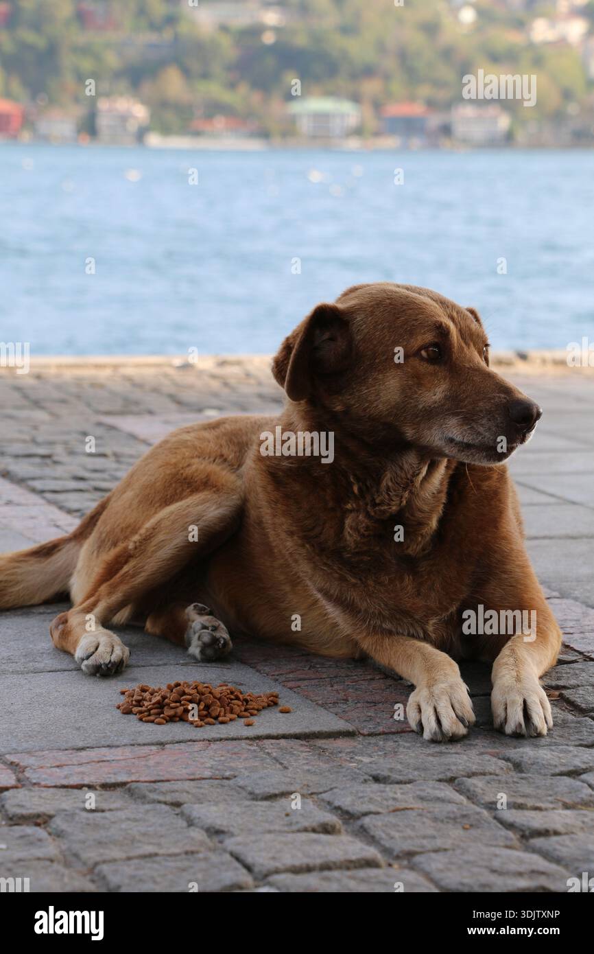 dog at the bosphorus Stock Photo