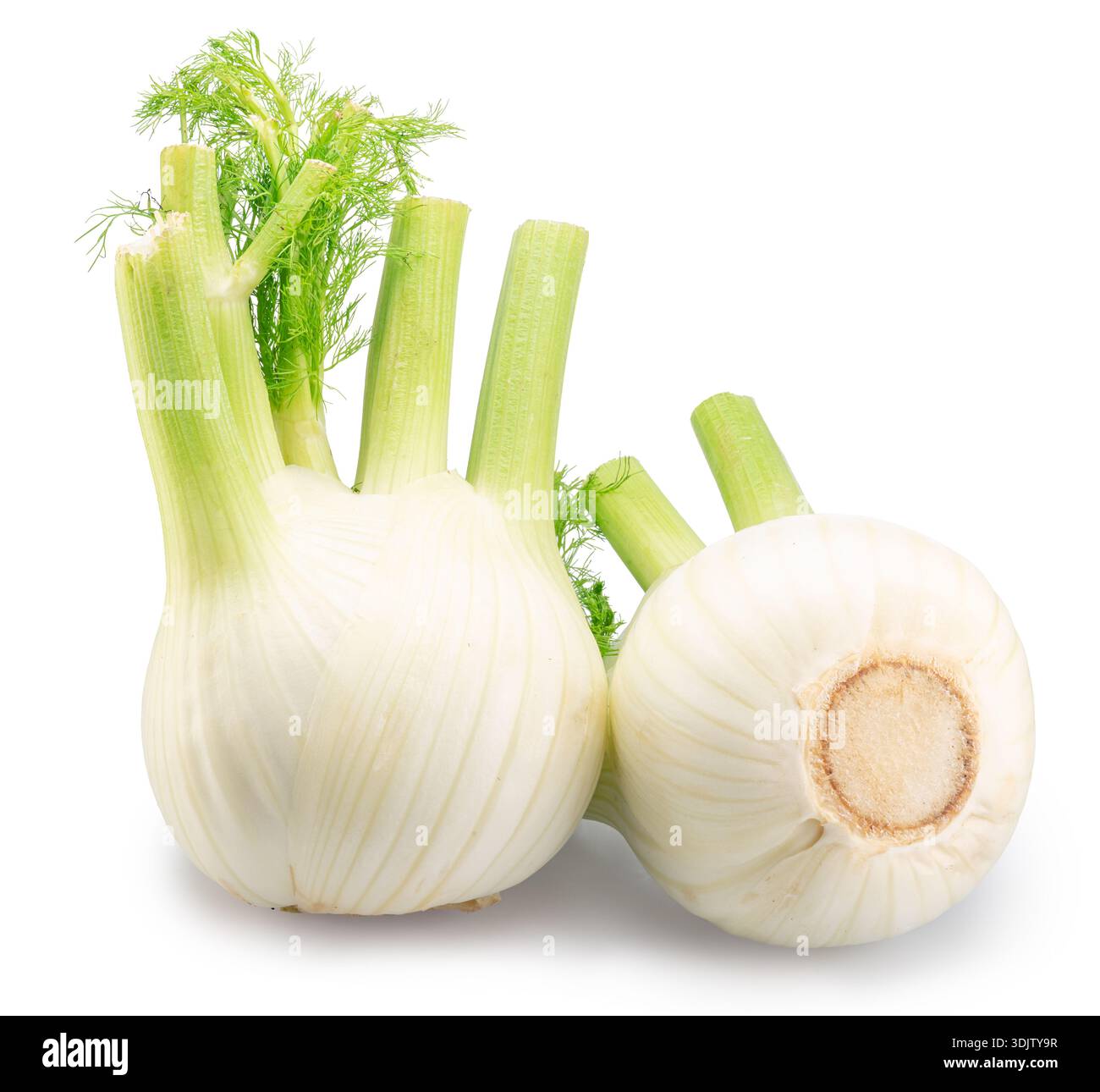Florence fennel bulbs or finocchio bulbs on white background with clipping path. Stock Photo
