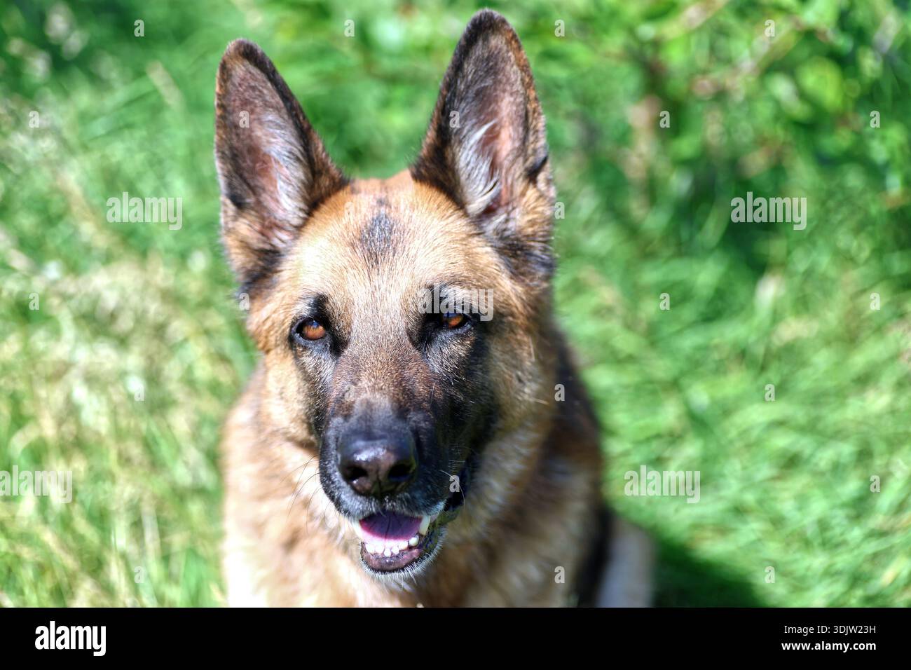 German Shepherd Dog Stock Photo