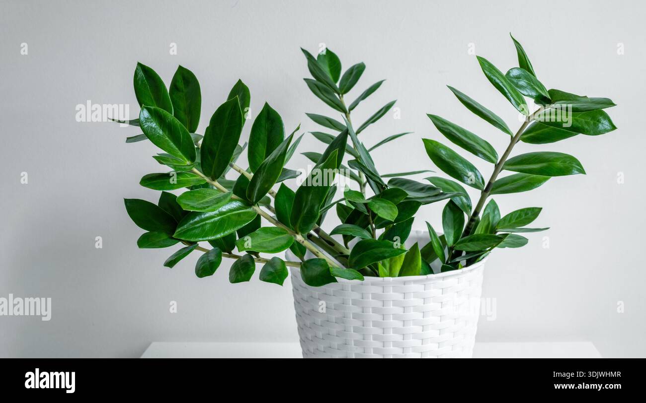 Zamioculcas, or zamiifolia zz plant featuring glossy green leaves arranged in a white woven basket on a light-colored table with a plain wall backdrop Stock Photo