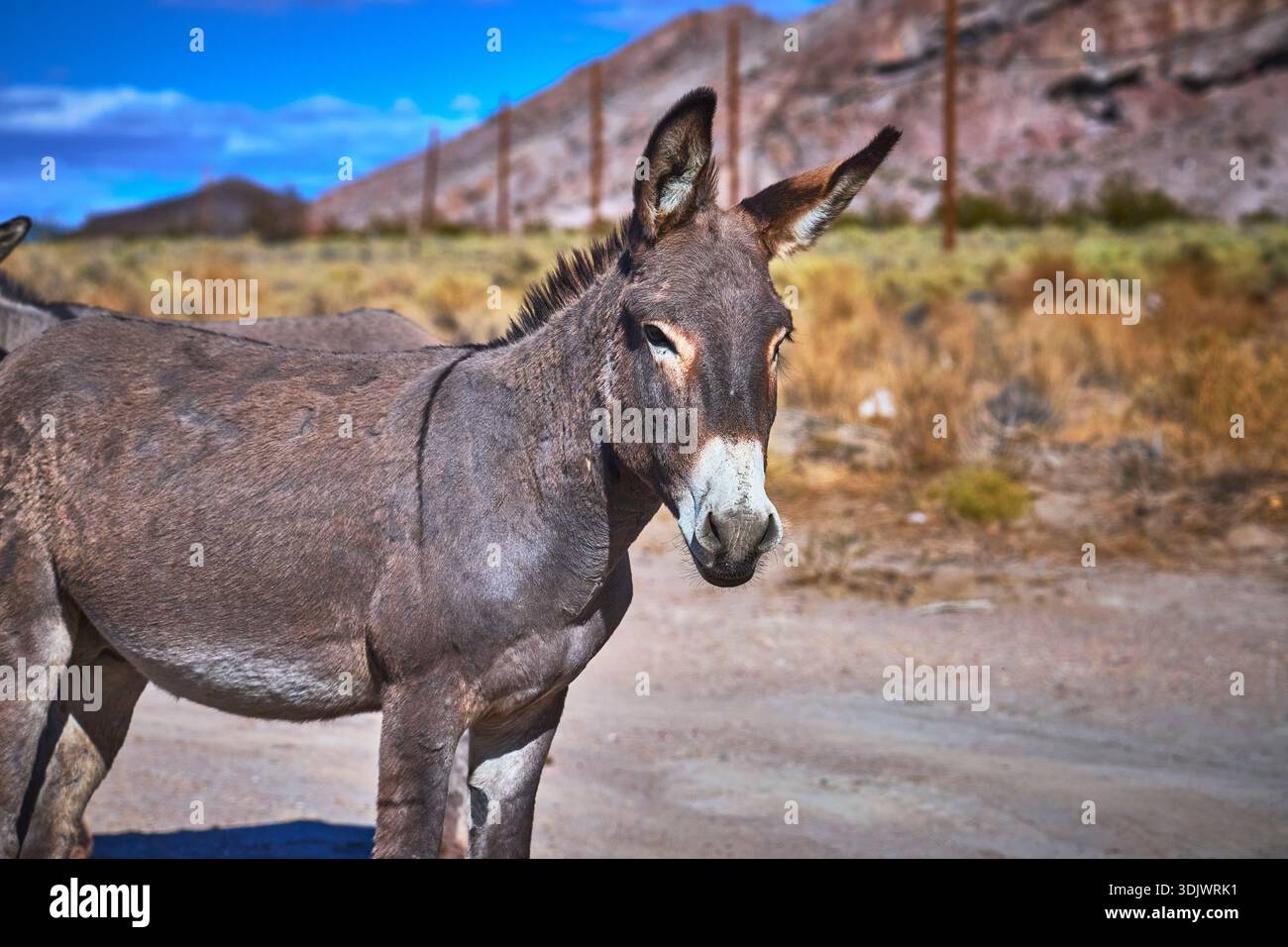 Wild Burro in Desert Landscape with Mountains and Dry Grass Nevada Stock Photo