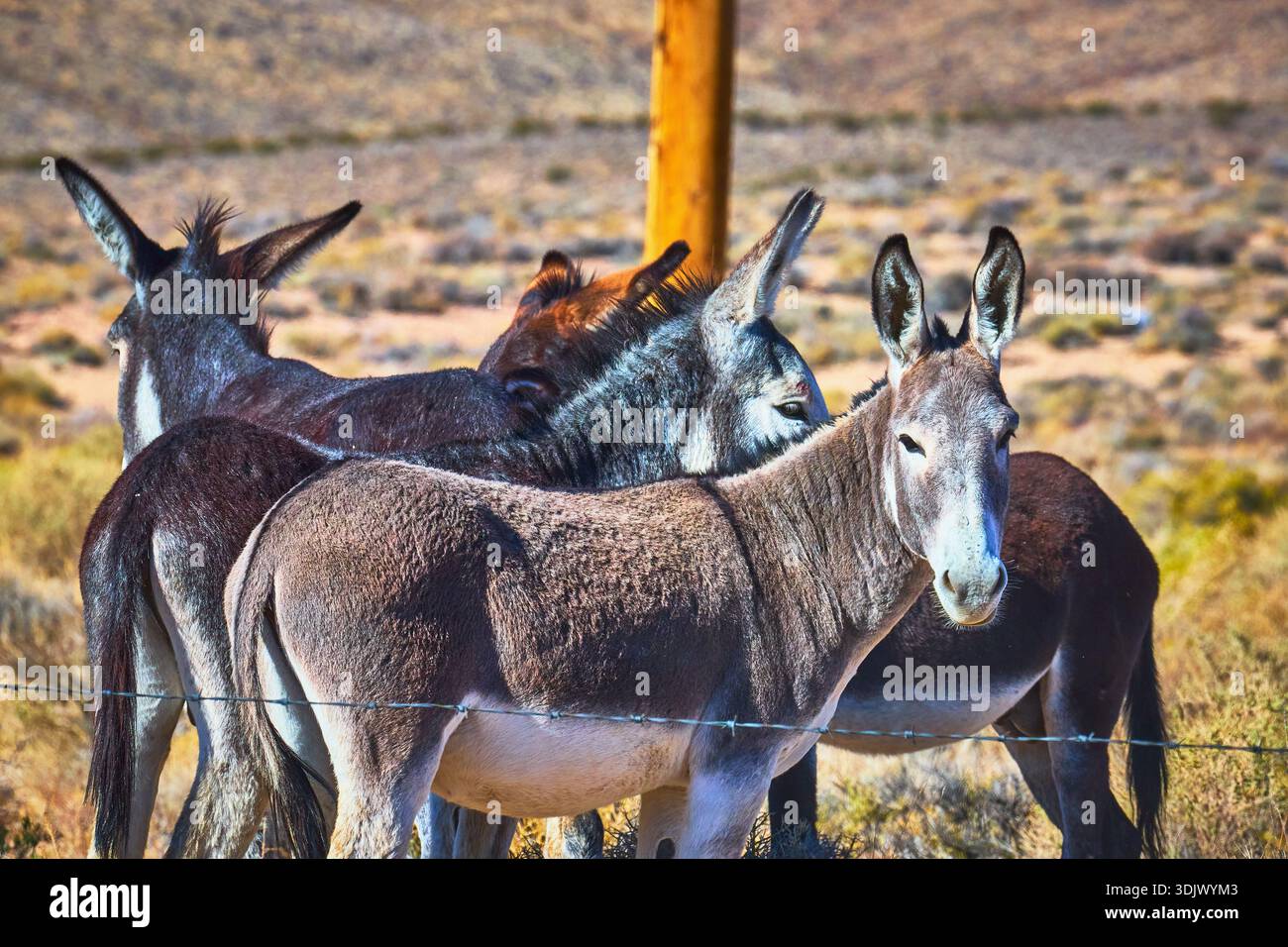 Wild Burros in Sunlit Nevada Desert Natural Habitat Near Beatty Stock Photo