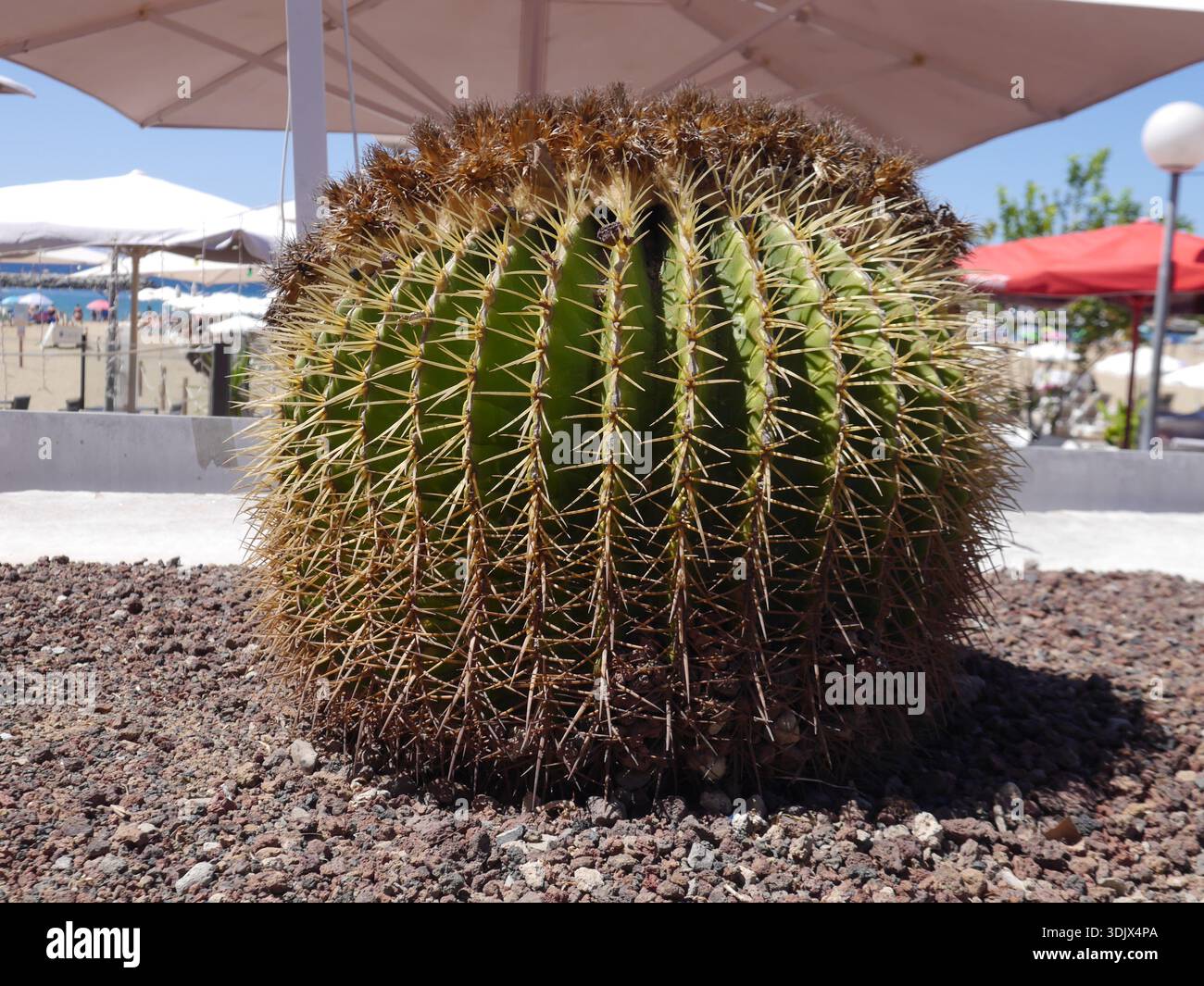 Mother in laws seat cactus hi-res stock photography and images - Alamy