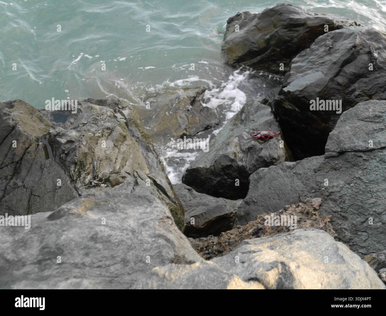 Crabs clustered on a rock by the ocean Stock Photo
