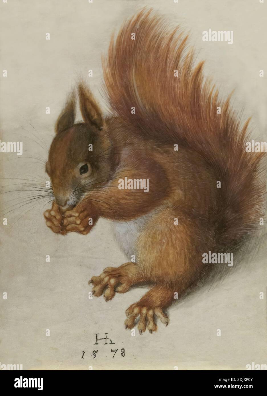 Red Squirrel, Hans Hoffmann, 1578 Stock Photo