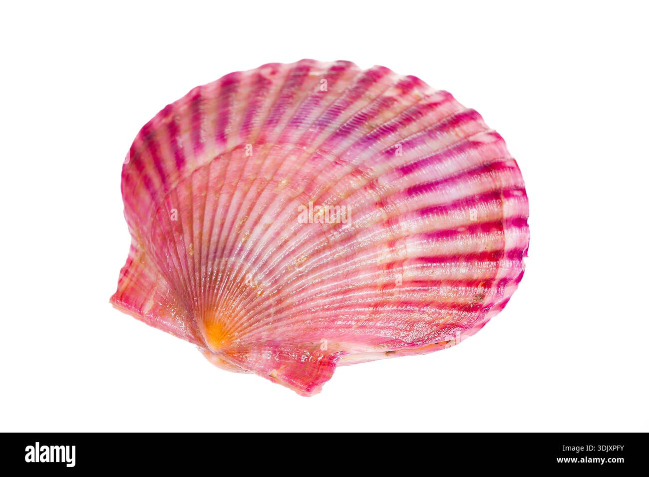 Scallops isolated on a white background, very fresh Stock Photo