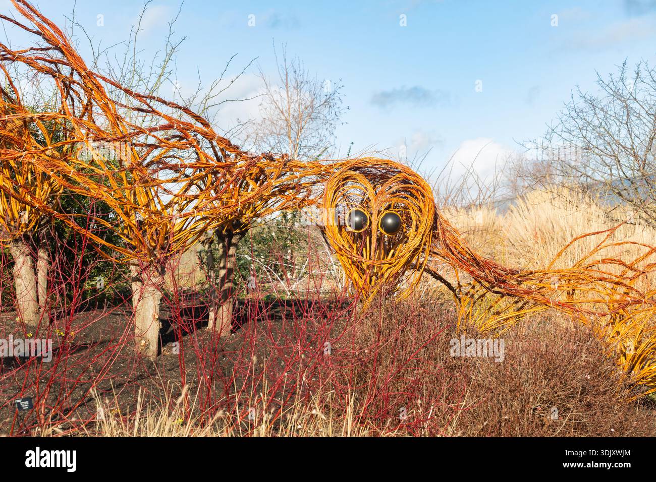 Hyde hall garden willow hi-res stock photography and images - Alamy