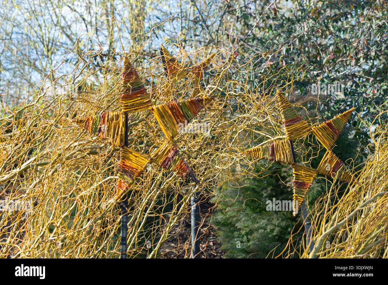Hyde hall garden willow hi-res stock photography and images - Alamy