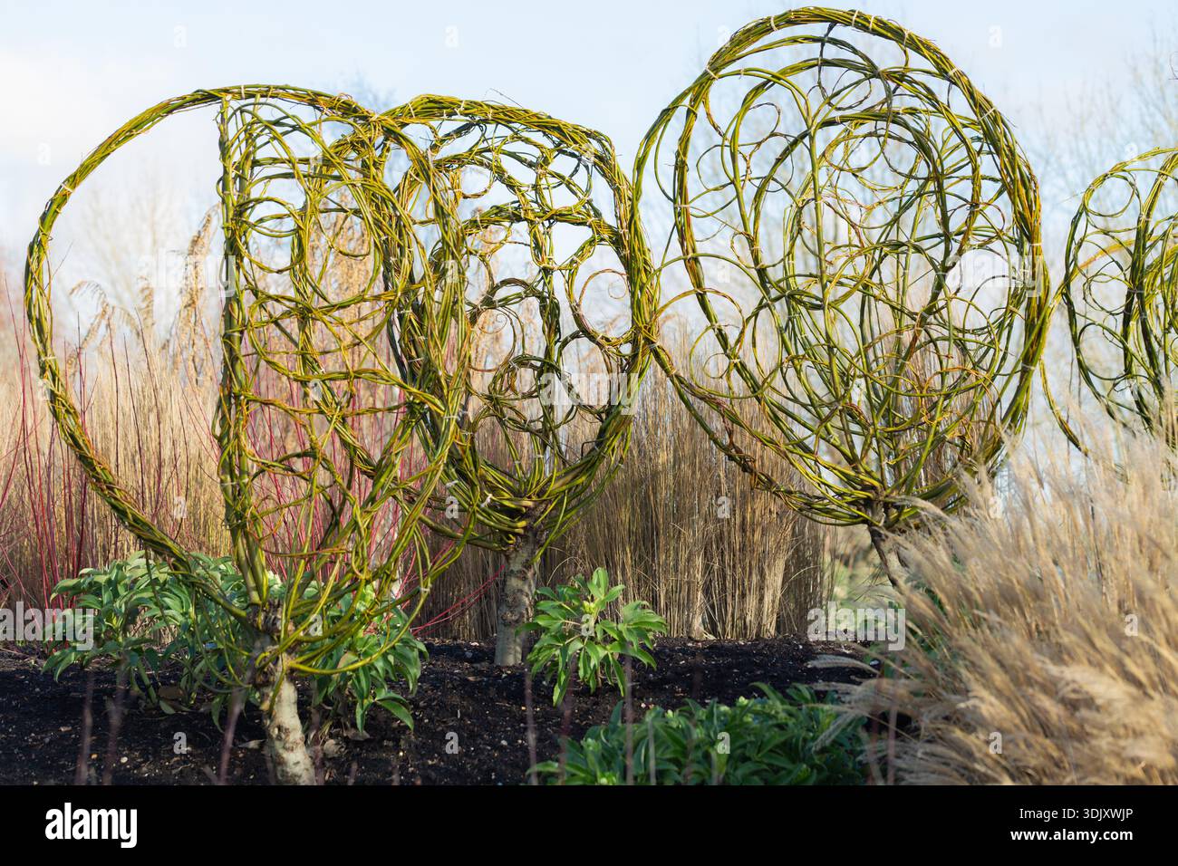 Hyde hall garden willow hi-res stock photography and images - Alamy