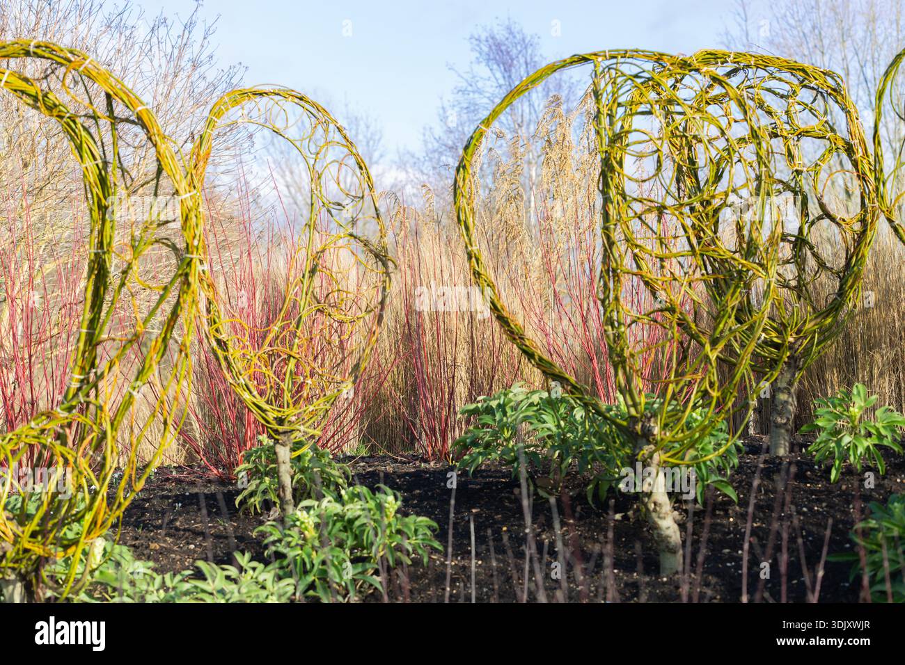 Hyde hall garden willow hi-res stock photography and images - Alamy