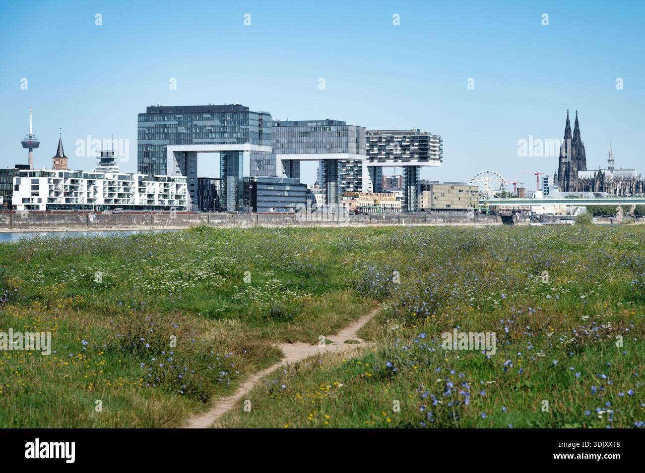 Panoramic view of Cologne skyline featuring the Cathedral and Crane Houses across a wildflower meadow and the Rhine river under a blue sky Stock Photo