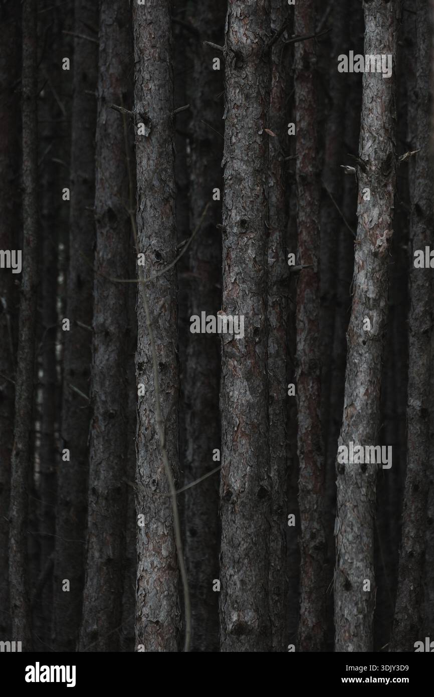 Pinewood forest tree trunks, selective focus on one tree Stock Photo