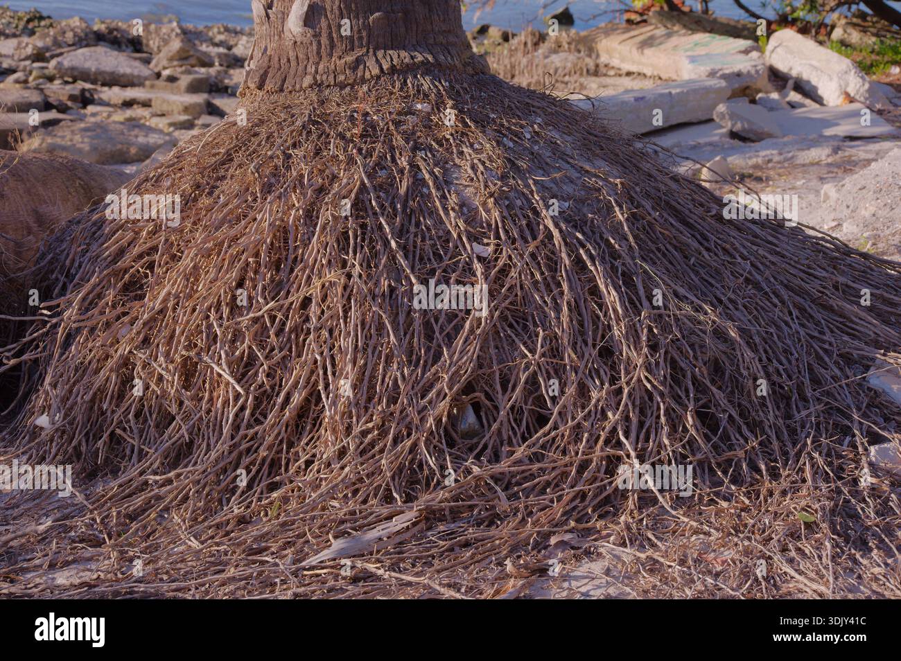 Palm Tree With Exposed Roots on Rocky Beach Creating Natural Textured ...