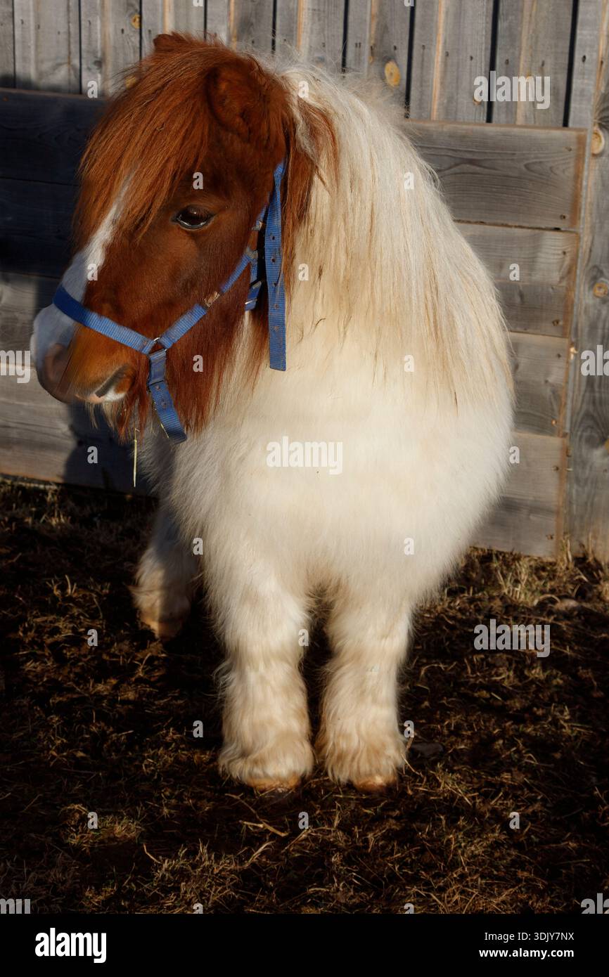 A small red and white minature pony in south Tyrol near Klobenstein or Collolbo -  Italy Stock Photo