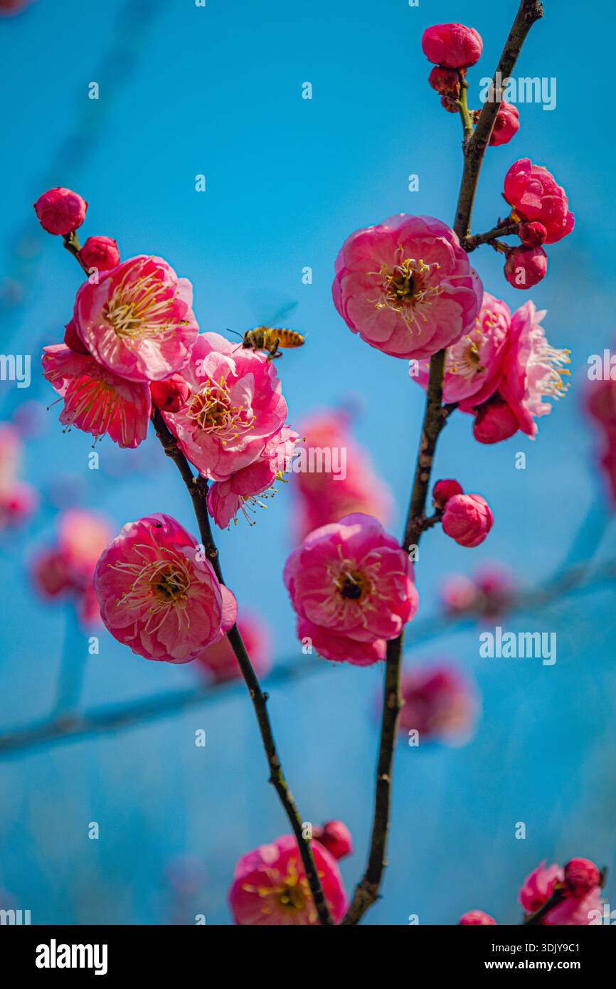 Red plum blossom hi-res stock photography and images - Alamy
