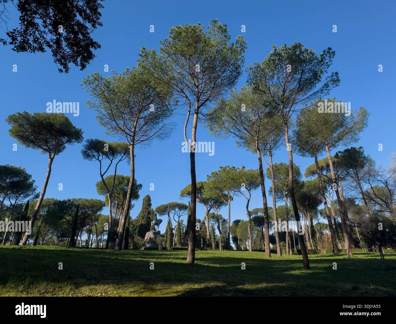 Villa borghese pine trees hi-res stock photography and images - Alamy
