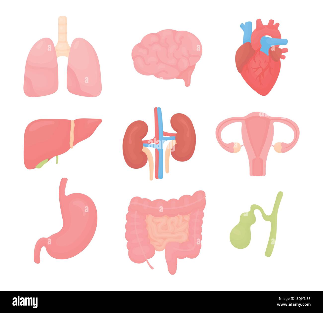 Vector set of human internal organs including heart, brain, lungs ...