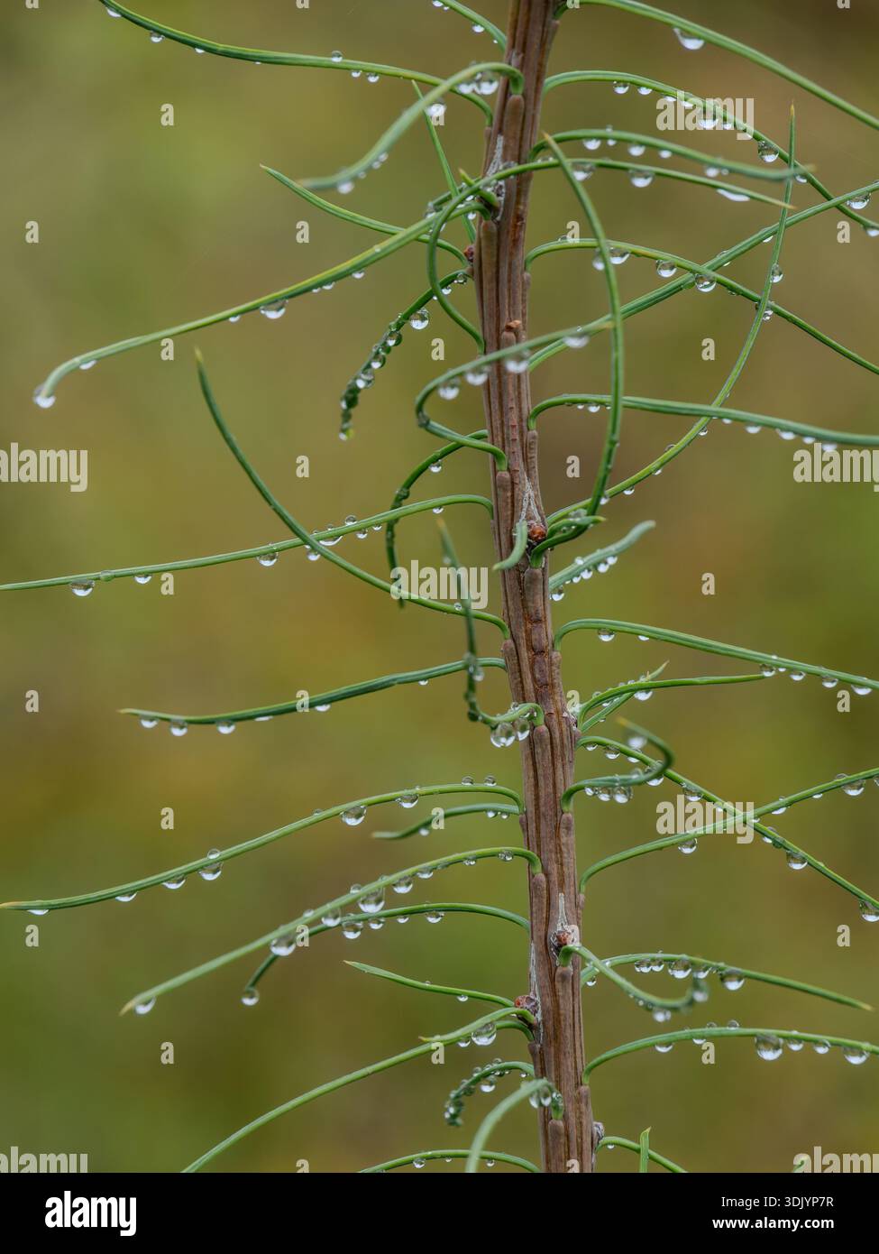 Small water drops on a sapling Tamarac tree Stock Photo