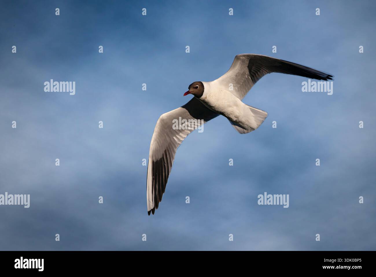 black headed gull in flight close up Stock Photo