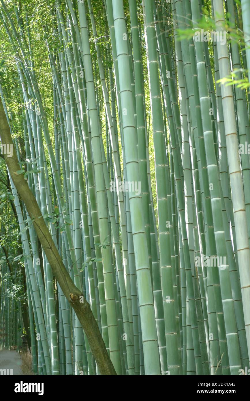 Rhizomsperre hi-res stock photography and images - Alamy