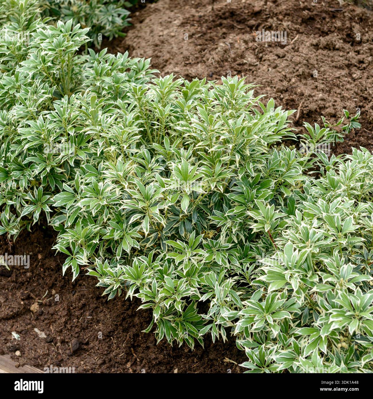 Lavendelheide (Pieris japonica 'Variegata' Stock Photo - Alamy