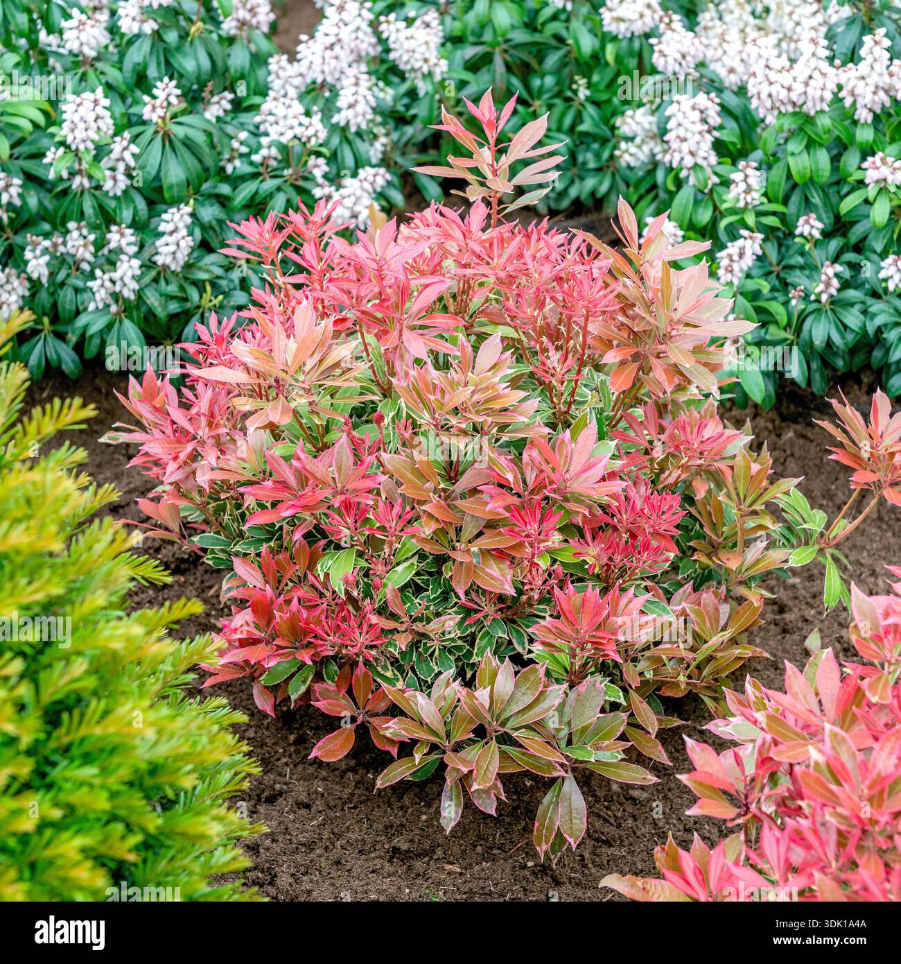 Pieris japonica carnaval hi-res stock photography and images - Alamy