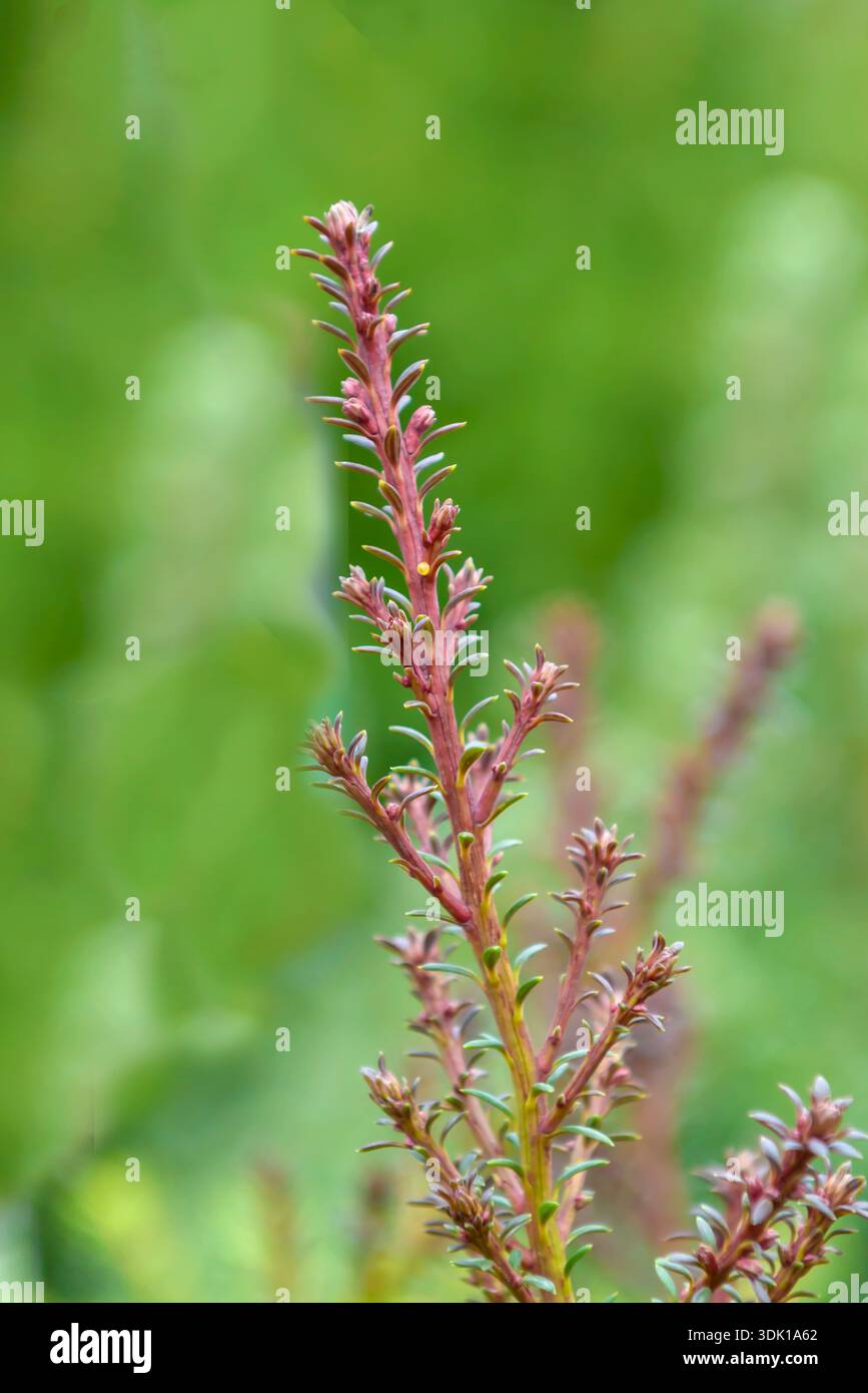 Podocarpus alpinus hi-res stock photography and images - Alamy