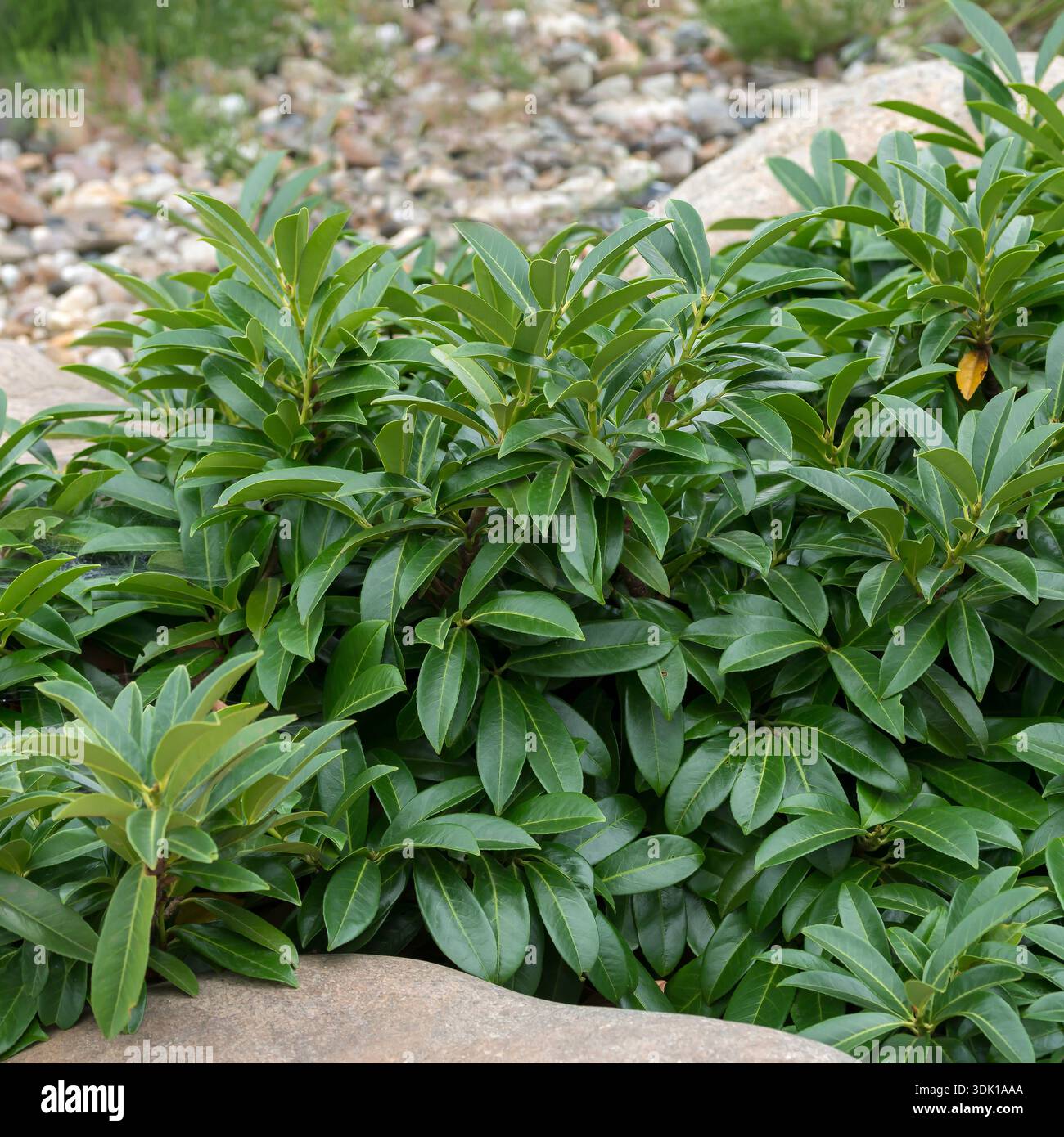 Lorbeer-Kirsche (Prunus laurocerasus 'Mount Vernon') Stock Photo