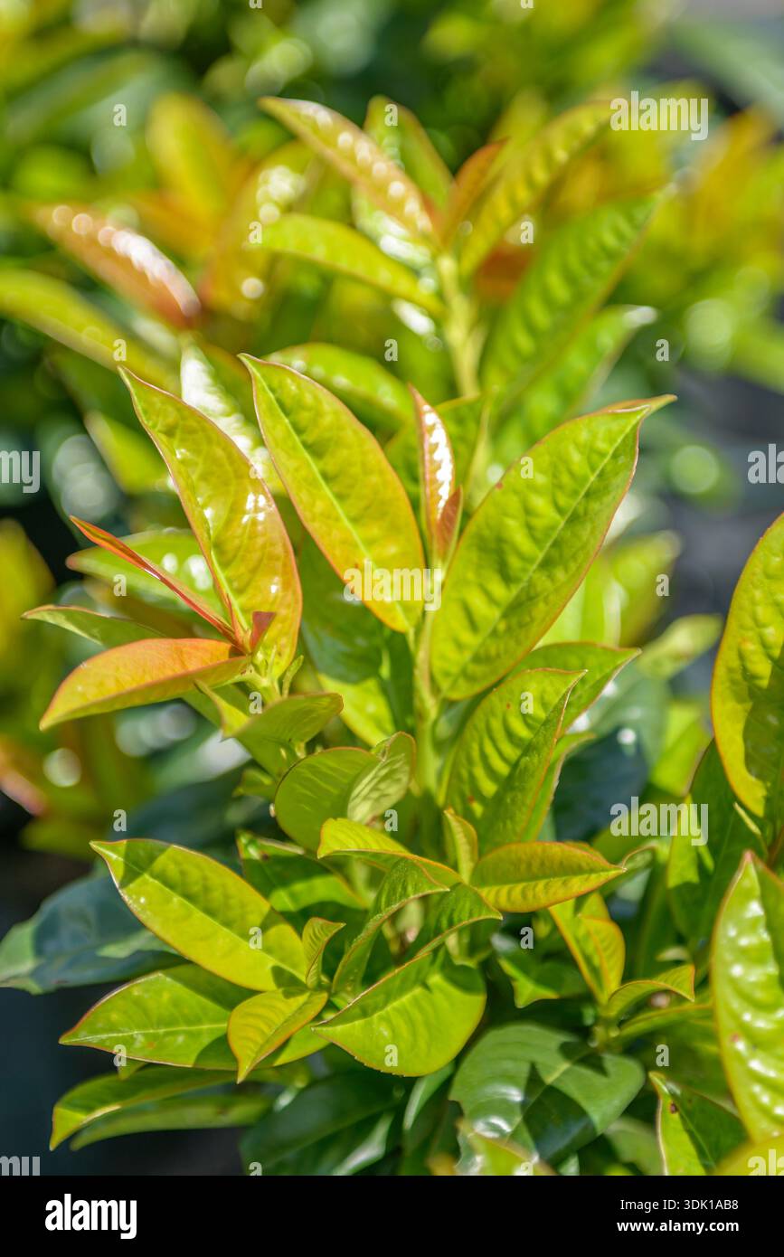 Lorbeer-Kirsche (Prunus laurocerasus KLEOPATRA Stock Photo - Alamy