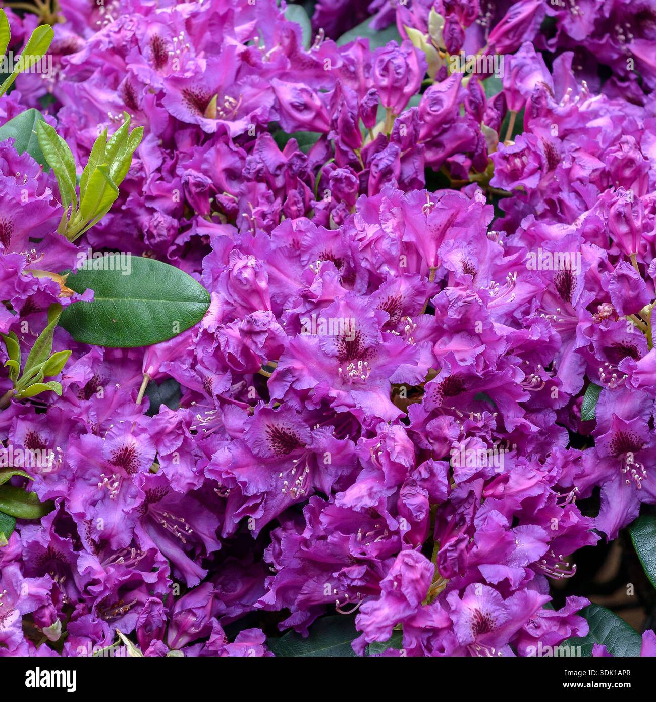Pontische Alpenrose (Rhododendron 'Azurro' Stock Photo - Alamy