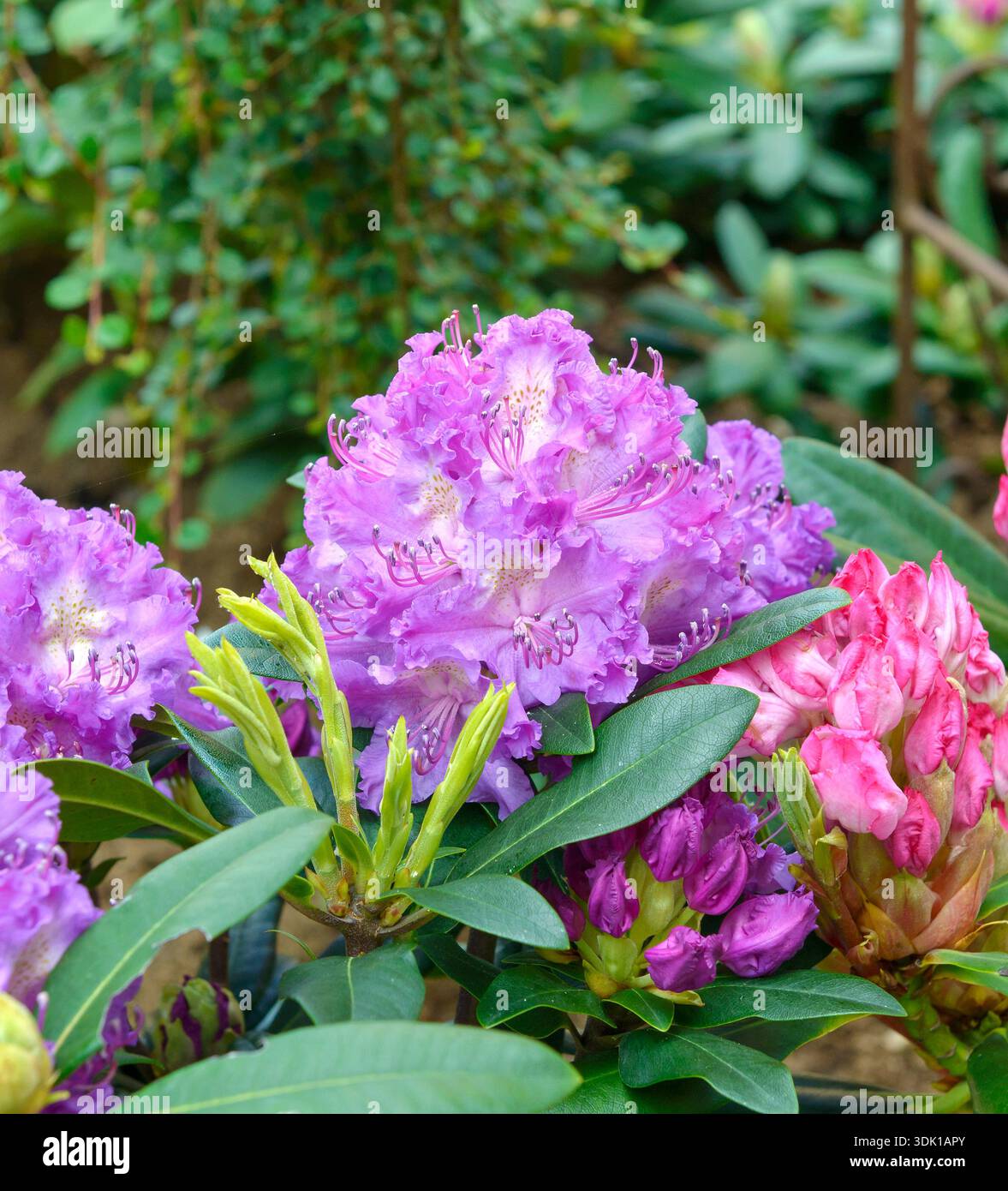 rhododendron luteum golden eagle Honeysuckle azalea (Rhododondron Luteum)