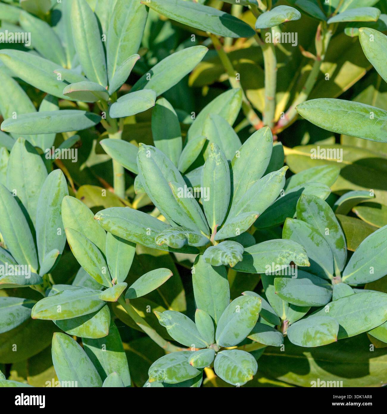 Rhododendron (Rhododendron 'Blauschimmer' Stock Photo - Alamy