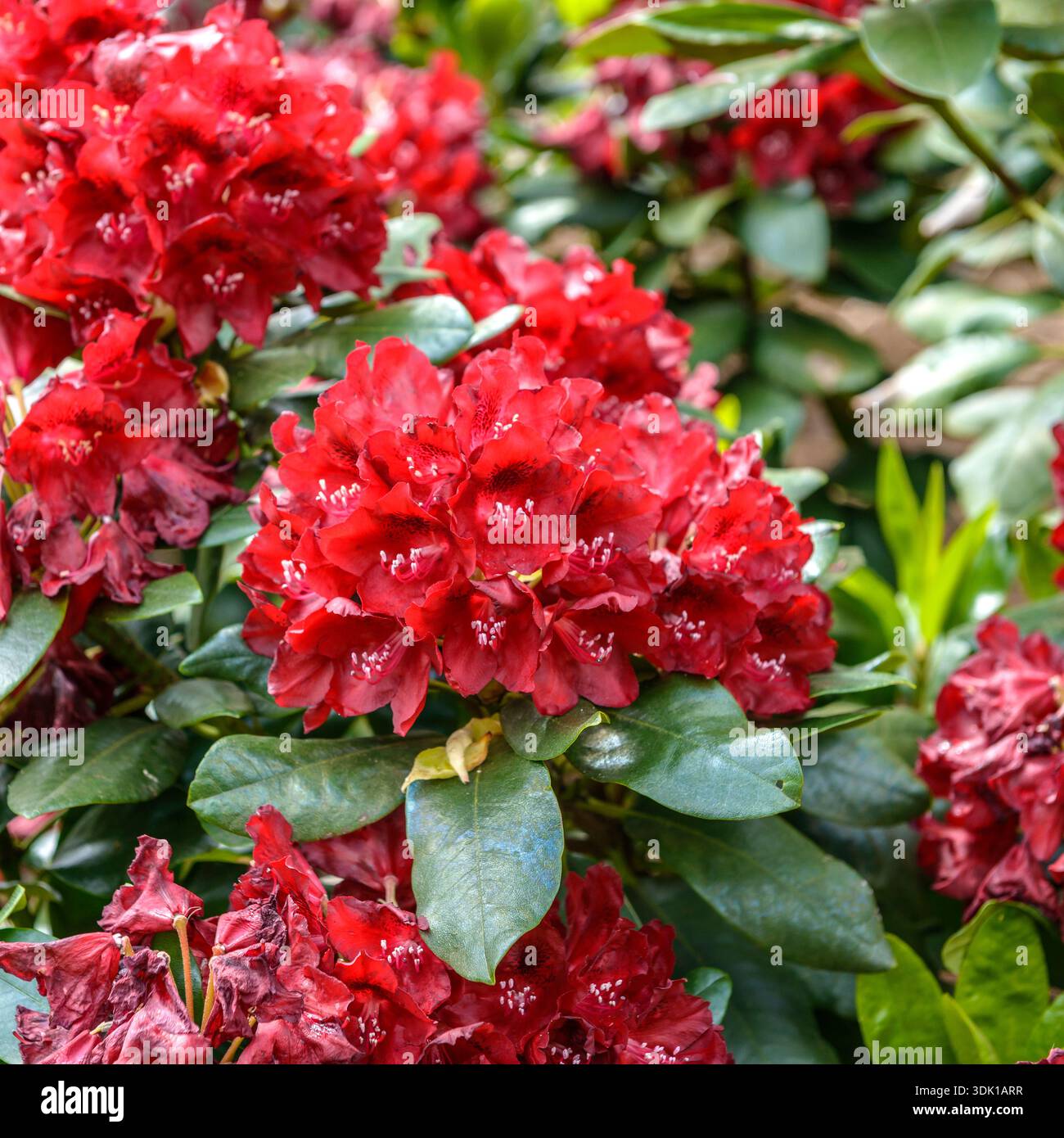 Cherry kiss hi-res stock photography and images - Alamy