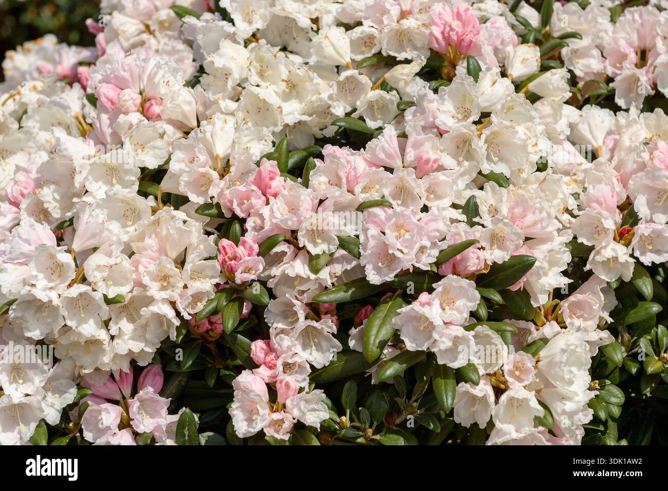 zwerg rhododendron wren Rhododendron (keiskei Grp.) 'Wren'