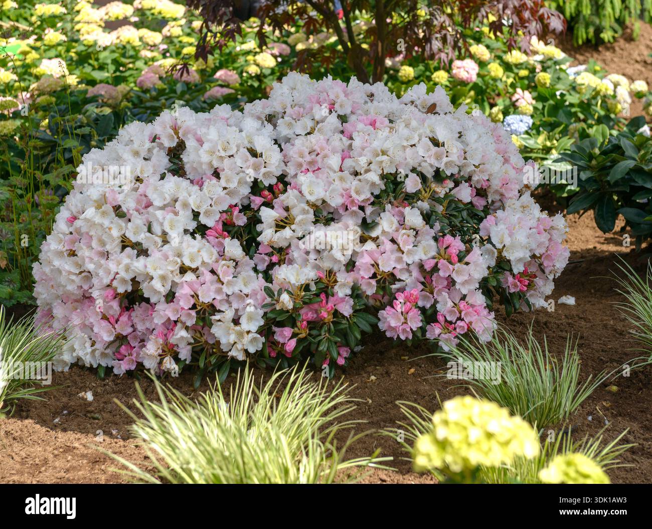rhododendron kölle Cleo main image 1