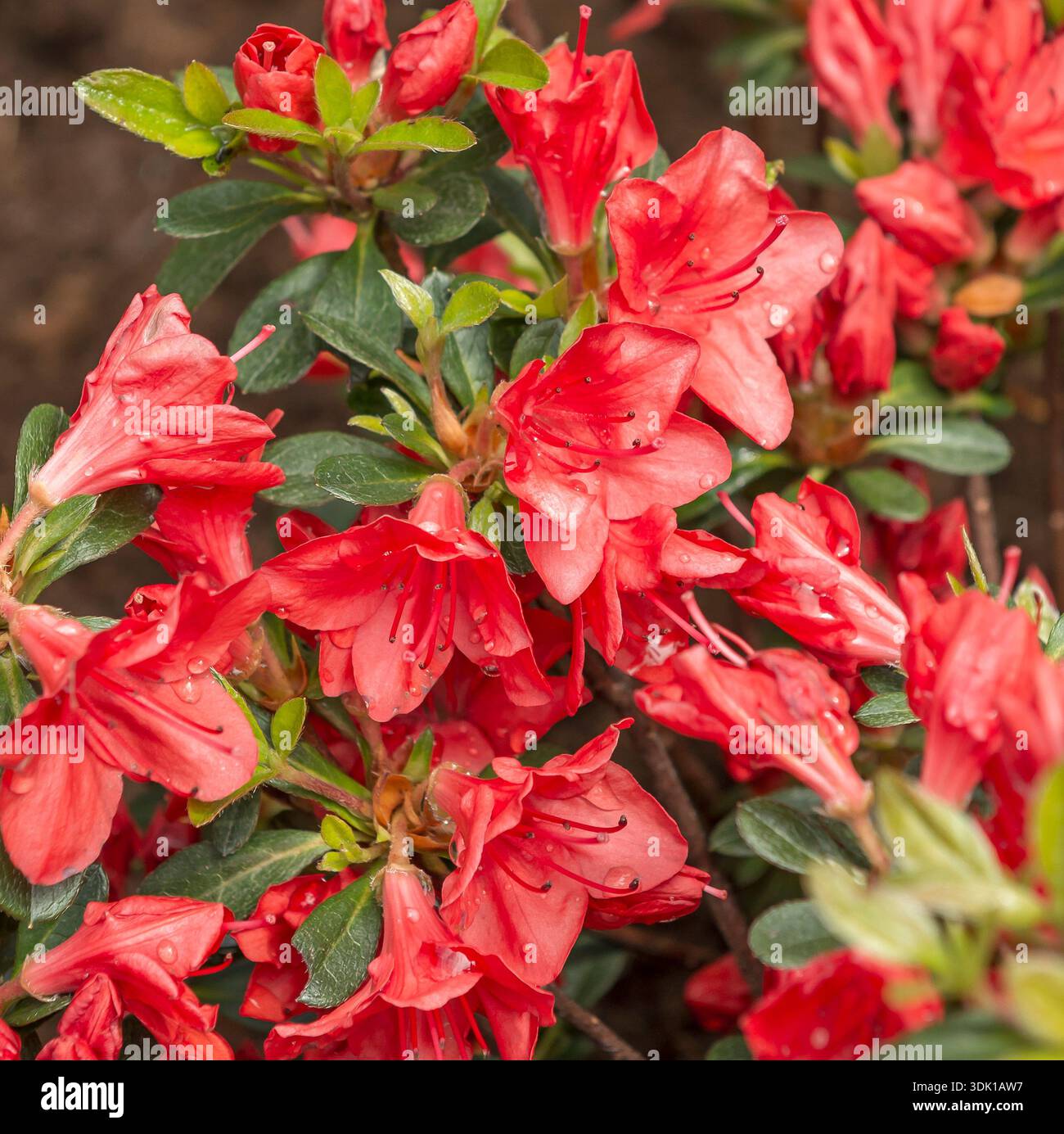 Japanische Azalee (Rhododendron 'Fridoline' Stock Photo - Alamy
