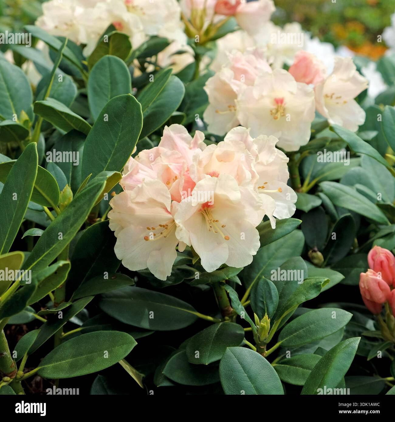 Rhododendron flava hi-res stock photography and images - Alamy