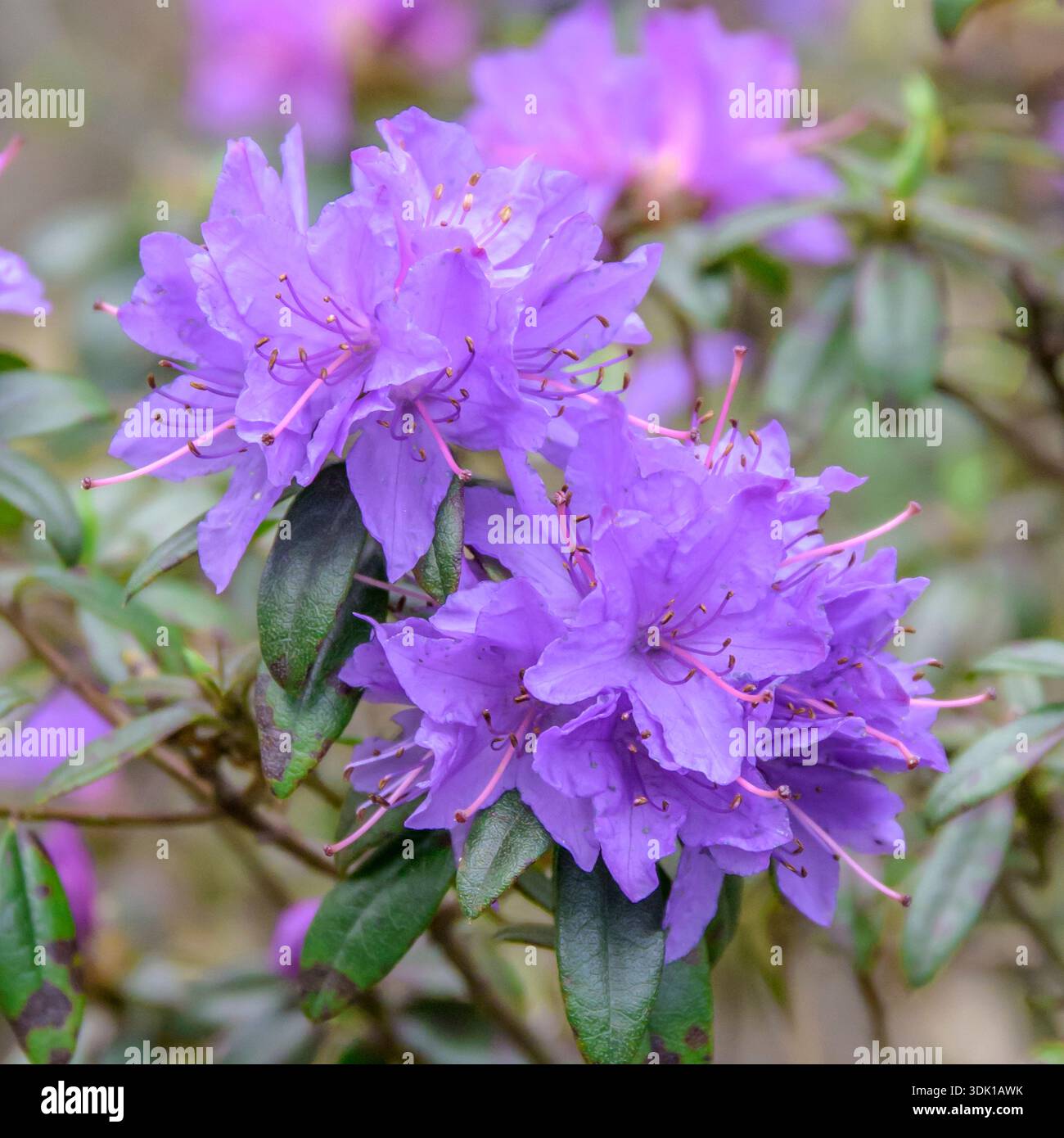 rhododendron dedeman Buy ornamental shrubs now Rhododendron 'Nova Zembla' pink - Hardy plant