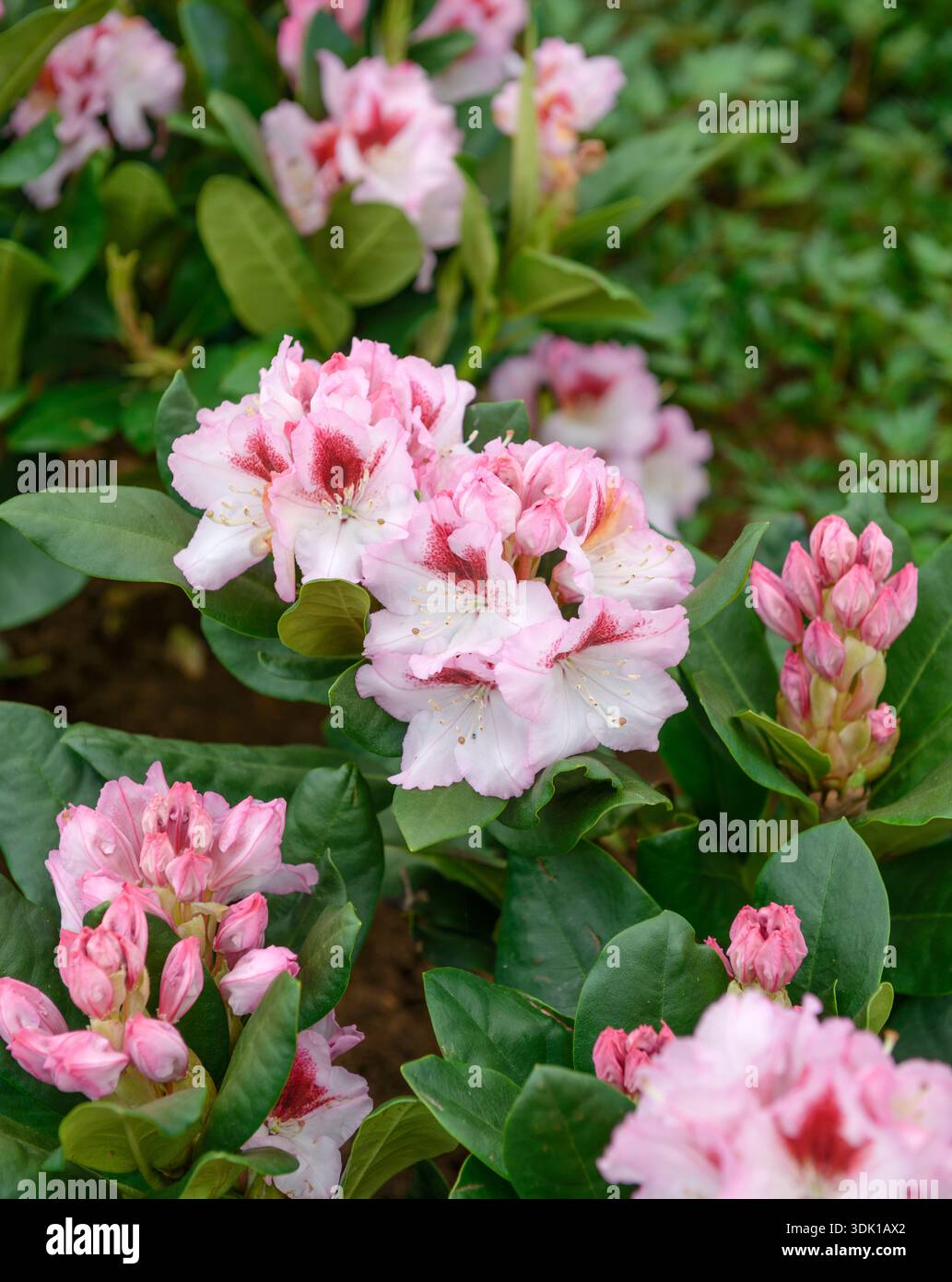 rhododendron inkarho sorten Rhododendron 'INKARHO® Dufthecke' Weiß kaufen