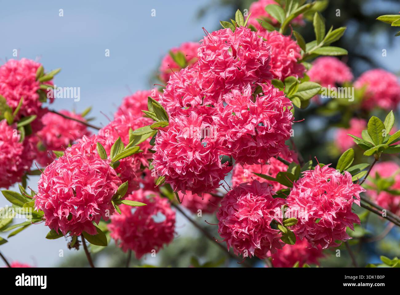 baumschule taxus baccata Gewhnliche Eibe  Taxus baccata  Heinis Baumschulen