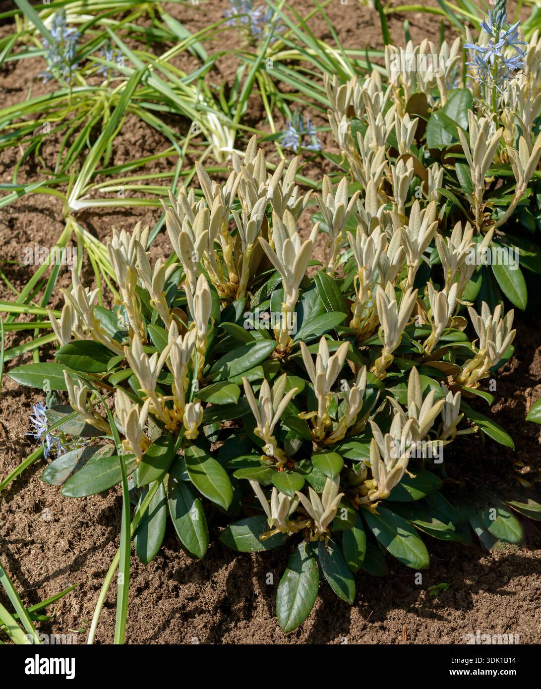 Yakushima-Rhododendron (Rhododendron 'Hydon Velvet' Stock Photo - Alamy