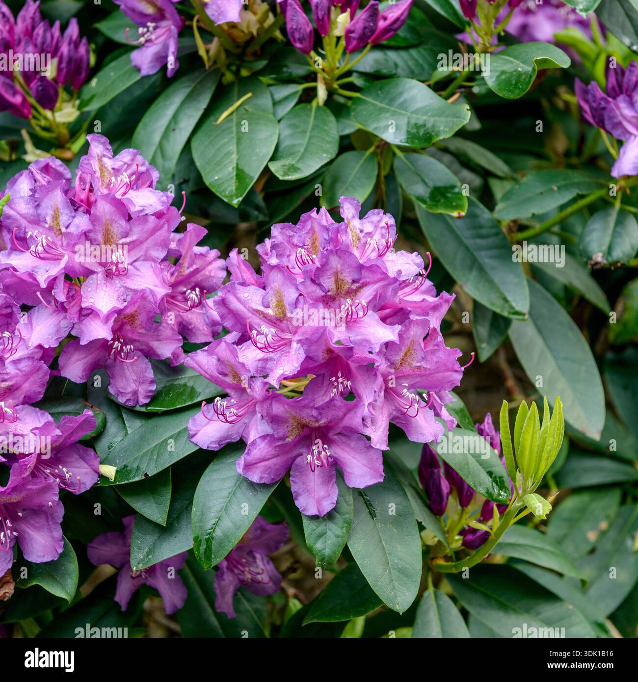Rhododendron (Rhododendron 'Lee's Dark Purple' Stock Photo - Alamy