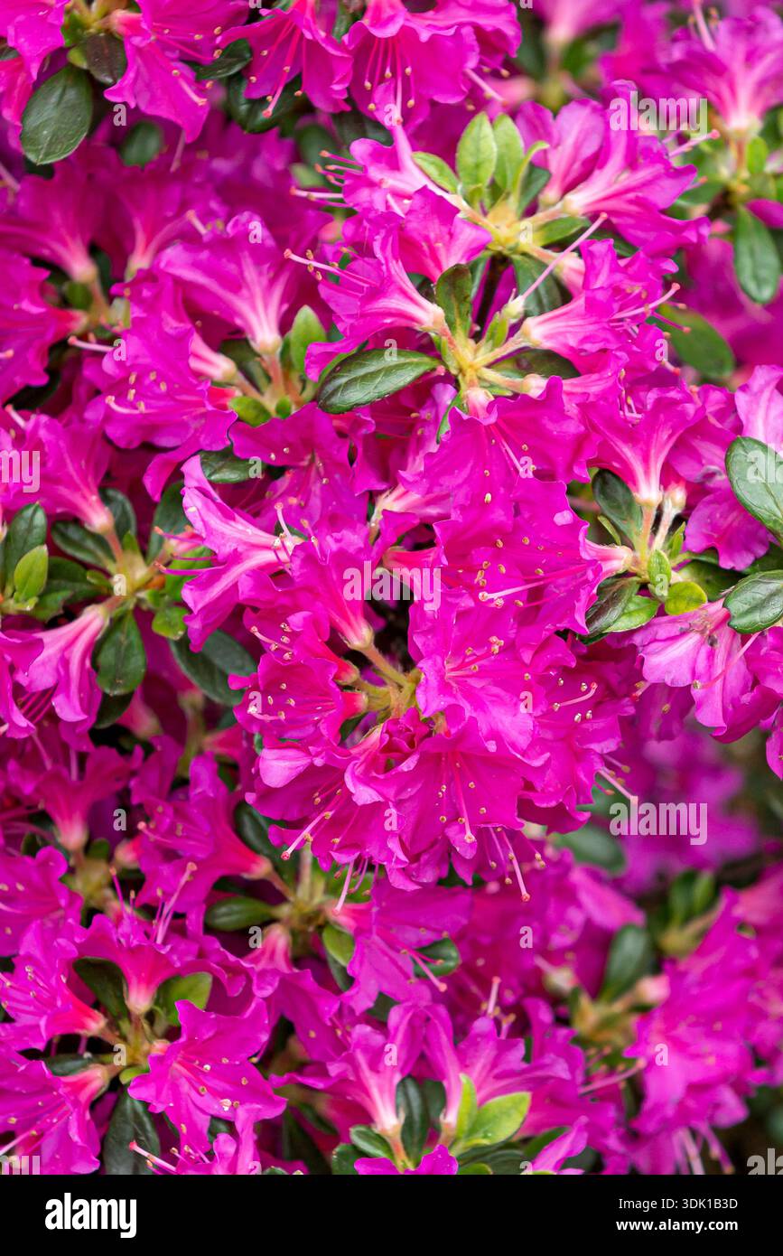Azalea japanese azalea rhododendron rhododendron hi-res stock photography  and images - Alamy